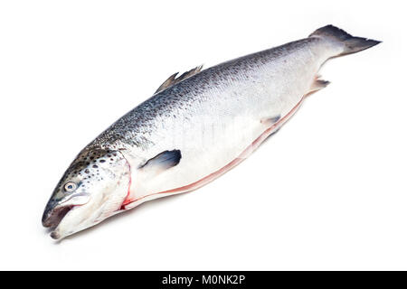 Whole Atlantic salmon fish isolated on a white studio background. Stock Photo