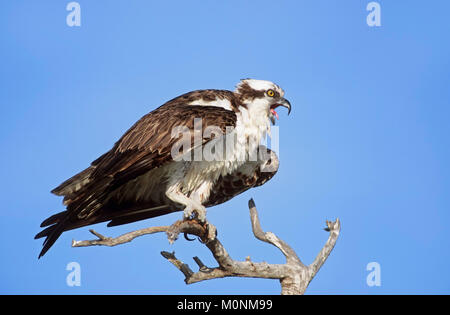 Osprey, Sanibel Island, Florida, USA / (Pandion haliaetus) | Fischadler, Sanibel Island, Florida, USA / (Pandion haliaetus) Stock Photo