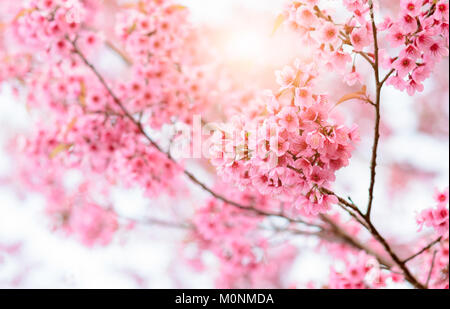 Beautiful Wild Himalayan Cherry Blossom in Phu Lom Lo, Loei province Thailand Stock Photo