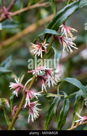 Highly scented, white whispy flowers of the winter flowering sweet box, Sarcococca hookeriana var. digyna Stock Photo