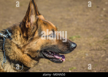 Head of the German shepherd closeup. Biting dog. Alsatian Wolf Dog. Deutscher, dog Stock Photo