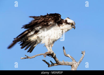 Osprey, Sanibel Island, Florida, USA / (Pandion haliaetus) | Fischadler, Sanibel Island, Florida, USA / (Pandion haliaetus) Stock Photo