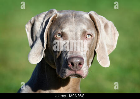 A Weimaraner Dog Stock Photo