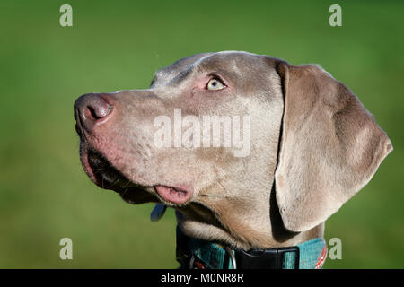 A Weimaraner Dog Stock Photo