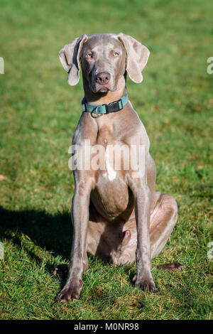 A Weimaraner Dog Stock Photo