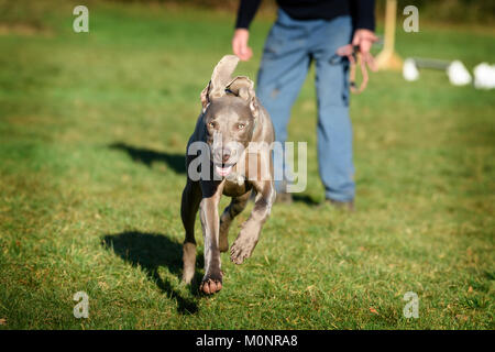 A Weimaraner Dog Stock Photo
