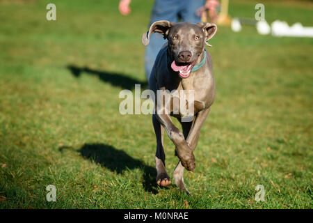 A Weimaraner Dog Stock Photo
