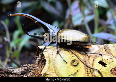 A Hercules Rhinoceros beetle poses for its portrait in the gardens.I am the most beautiful beetle in the world. Stock Photo