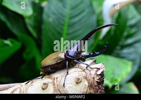 A Hercules Rhinoceros beetle poses for its portrait in the gardens.I am the most beautiful beetle in the world. Stock Photo