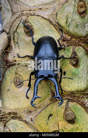 A pretty stag beetle poses for its portrait while visiting in the gardens. Stock Photo