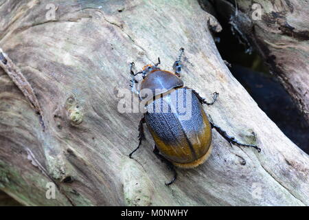 A female Hercules beetle lounges around in the gardens looking for a mate. Stock Photo