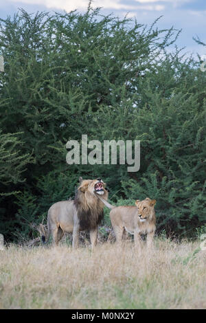 Adult and adolescent male Lion (Panthera leo),Savuti,Chobe National Park,Chobe District,Botswana Stock Photo