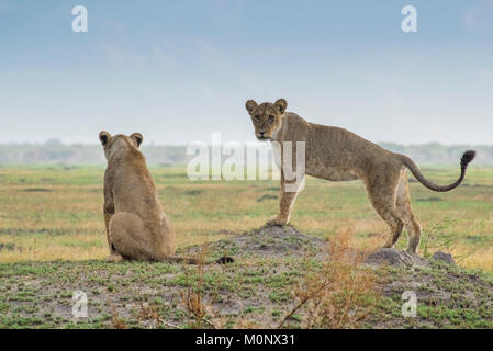 Lionesses (Panthera leo) on the lookout,Savannah,Chobe National Park,Chobe District,Botswana Stock Photo