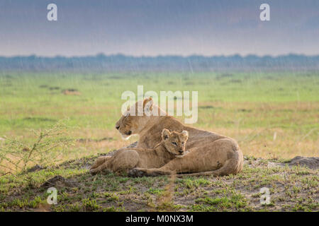 Lioness (Panthera leo) with young in the rain,Savuti,Chobe National Park,Chobe District,Botswana Stock Photo