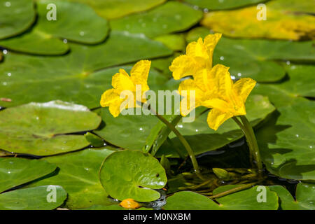 Water fringe (Nymphoides peltata),Burgenland,Austria Stock Photo