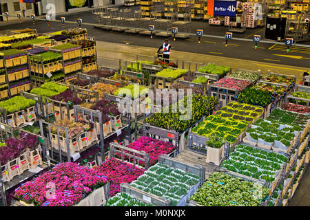 Boxes of flowers ready for dispatch in a warehouse,Royal FloraHolland,Aalsmeer,Netherlands Stock Photo