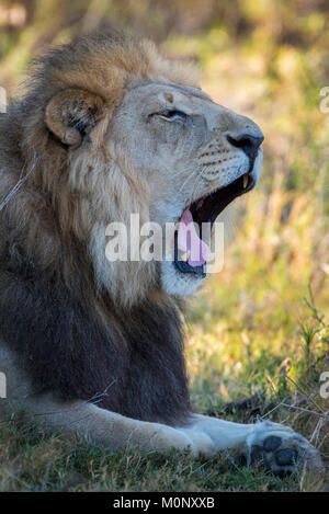 Kalahari lion (Panthera leo vernayi),male yawning,Portrait,Nxai Pan National Park,Ngamiland District,Botswana Stock Photo
