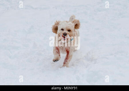 Cockapoo running in snow Stock Photo