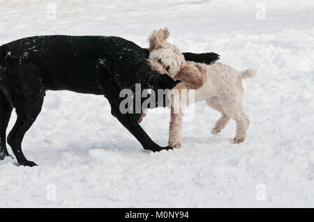 Black Labrador retriever and Cockapoo playfighting in the snow Stock Photo