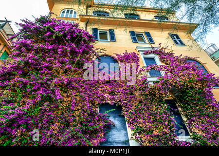 A large and colorful bougainvillea bush with purple violet flowers climbs up an exterior wall of a villa in Monterosso Al Mare, Cinque Terre Italy Stock Photo
