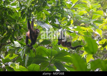 Costa Rica,Osa peninsula,baby spider monkeys perched in a tree of the national park of Corcovado Stock Photo