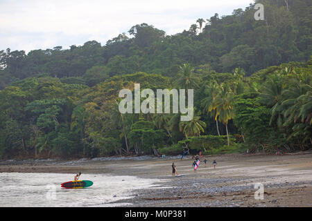 Costa Rica,Osa peninsula,surfers in a brown sand beach of pacific coast lined by primary forest Stock Photo