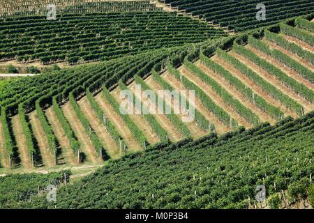 Italy,Piedmont,Cuneo Province,Les Langhe,Barbaresco,vineyards Stock Photo