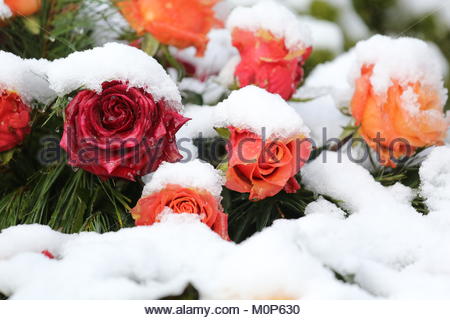 A bright colourful winter scene of red and orange roses covered in fresh snow. Stock Photo