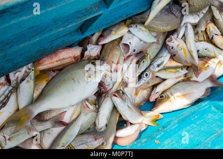 Philippines,Palawan,Roxas,Johnson Island,fresh fishes in a boat Stock Photo