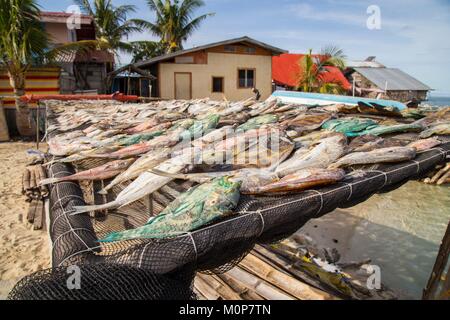 Philippines,Palawan,Roxas,Johnson Island,Fish Drying Stock Photo