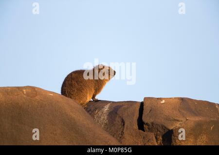 South Africa,Upper Karoo,Rock hyrax (Procavia capensis),also called rock badger and Cape hyrax Stock Photo