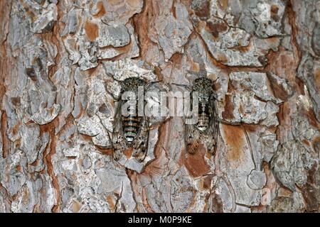 France,Var,Sanary,forest,pine trunk,Cicada orni,adults,male singing to attract a mate Stock Photo