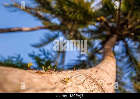 France,Caribbean,Lesser Antilles,Guadeloupe,Grande-Terre,Les Abymes,ant colony (Acromyrmex octospinosus) on a coconut tree trunk Stock Photo