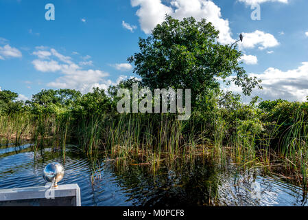 Florida Everglades in Sawgrass Recreation Park view from an airboat of grass, an osprey bird sitting in the tree in the Everglades (also air boat) Stock Photo