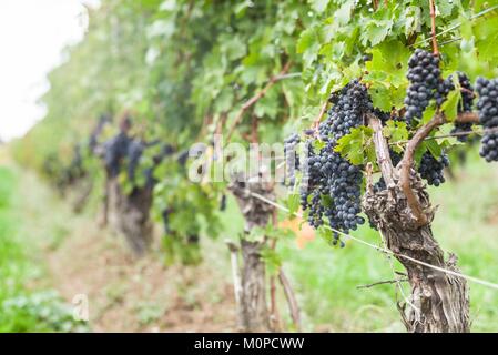 Canada,Ontario,Niagara Escarpment Wine Country,St. Catherines,vineyard,autumn Stock Photo