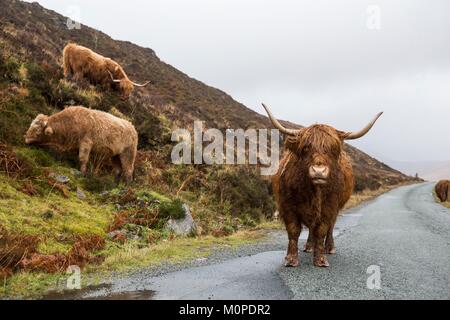 United Kingdom,Scotland,Highlands,Inner Hebrides,Isle of Sky,Elgol,hairy cow from the cattle breed Highland Stock Photo