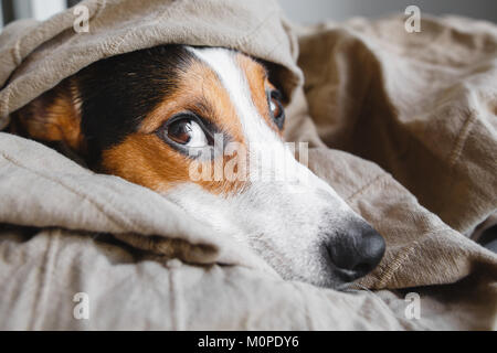 Cute Jack Russell Terrier on his place. Stock Photo