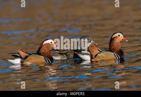 Male and Female Mandarin Ducks Aix galericulata swimming on a lake in sunshine, Peak District, South Yorkshire UK Stock Photo