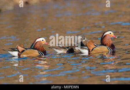 Male and Female Mandarin Ducks Aix galericulata swimming on a lake in sunshine, Peak District, South Yorkshire UK Stock Photo