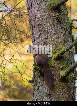 Red Squirrel  Sciurus vulgaris sat in a larch tree in the Yorkshire Dales England Stock Photo