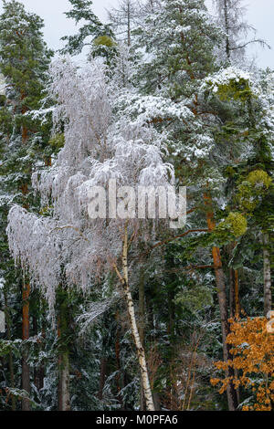 Color outdoor nature rural countryside image of a snow / hoar frost covered birch in front of a green forest and an orange beech on the side Stock Photo