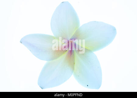 A flower of the plant Plumeria Alba, this shrub has narrow elongated leaves, large and strongly perfumed white flowers with a yellow center Stock Photo