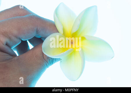 Human hand holding a white flower (Plumeria Alba) Stock Photo