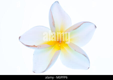 A flower of the plant Plumeria Alba, this shrub has narrow elongated leaves, large and strongly perfumed white flowers with a yellow center Stock Photo