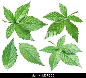 Blackberry leaf on the white background. Stock Photo