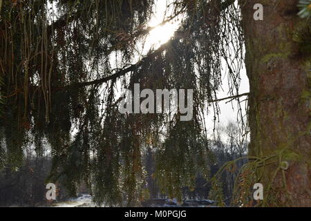 See the sun shine through the pine Stock Photo