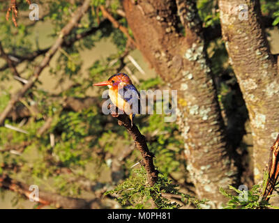 exotic diminutive Pigmy Kingfisher (Ispidina picta) perched on a riverine acacia tree in greater Masai Mara, Kenya,Africa Stock Photo