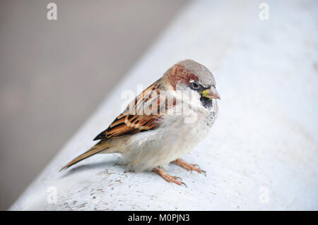 House sparrow (Passer domesticus) sits ruffle up.