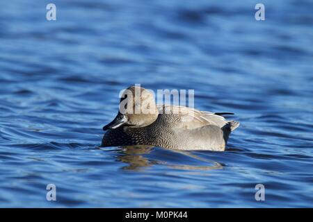 A male gadwall Anas strepera swimming on blue water.  A surface feeding or dabbling duck. Stock Photo