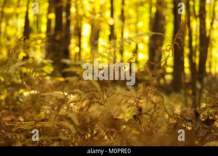 Fall in New England in the forest at the golden hour.  Bracken ferns grow on the forest floor with trees in soft focus in the background. Stock Photo